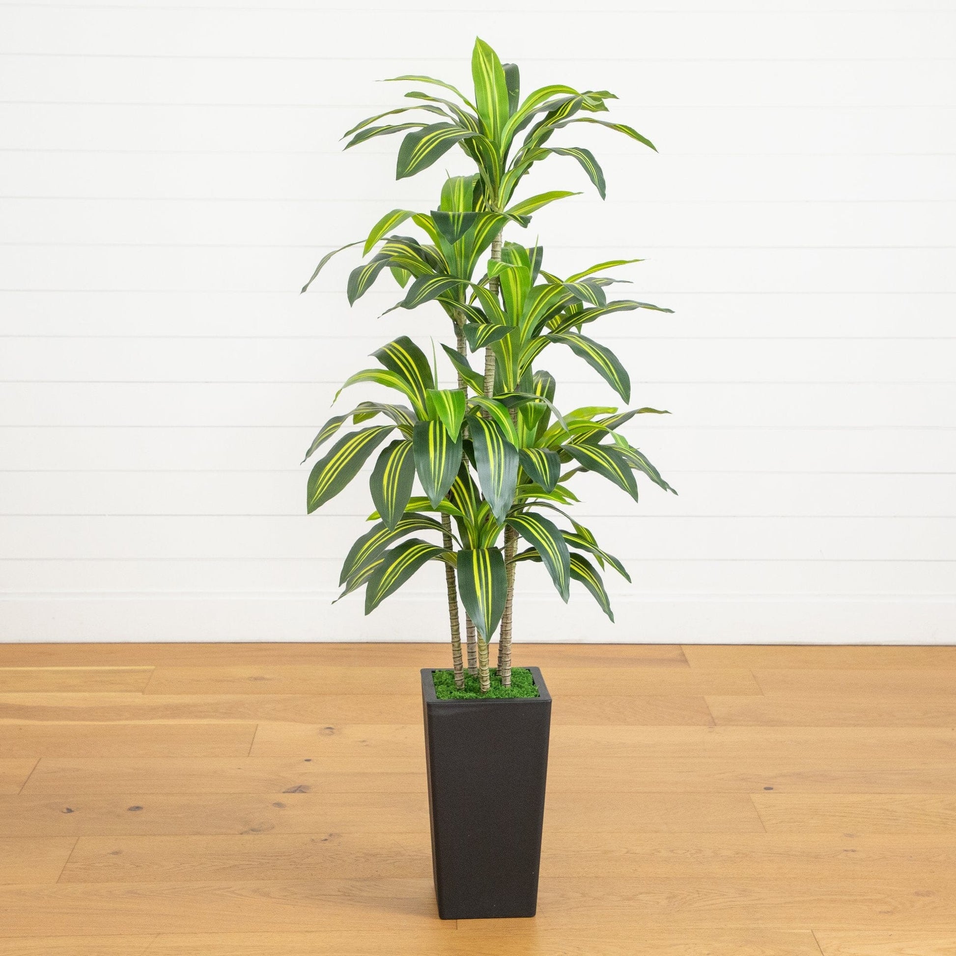 5' artificial Dracaena tree in decorative black planter with moss Nearly Natural on Tampa Home & Garden Store