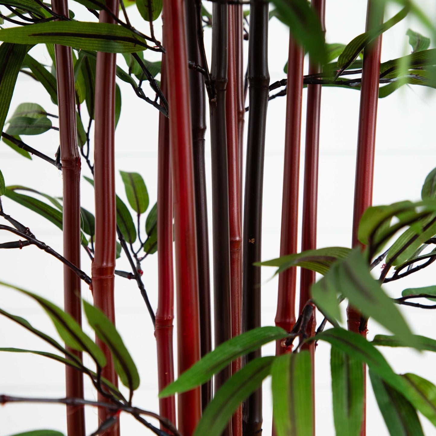 5-foot bamboo silk tree in planter with red and dark brown stalks and green leaves on Tampa Home & Garden Store