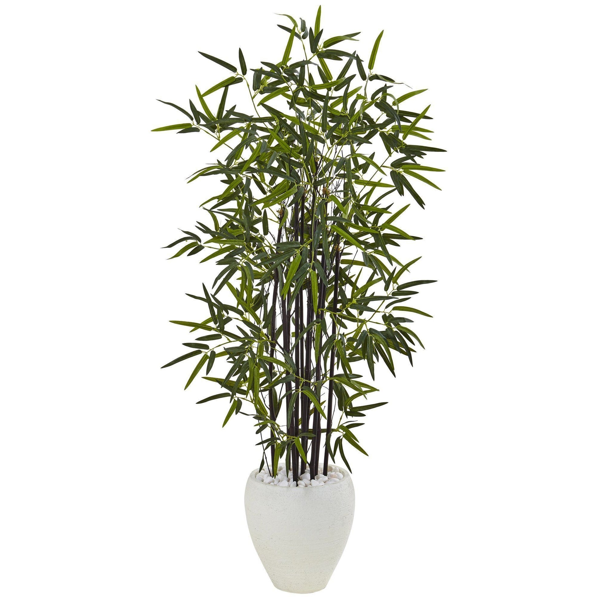 5 ft black bamboo tree in a white oval planter with white decorative stones on Tampa Home & Garden Store