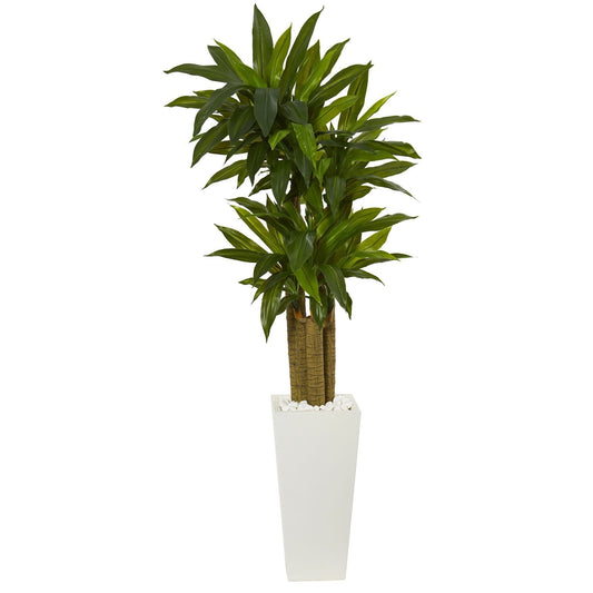 5 ft Cornstalk Dracaena artificial plant in white tower planter with white decorative stones on Tampa Home & Garden Store