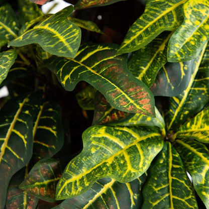 5' Croton Silk Tree variegated leaves in green and yellow on Tampa Home & Garden Store