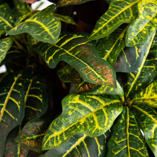 5' Croton Silk Tree variegated leaves in green and yellow on Tampa Home & Garden Store