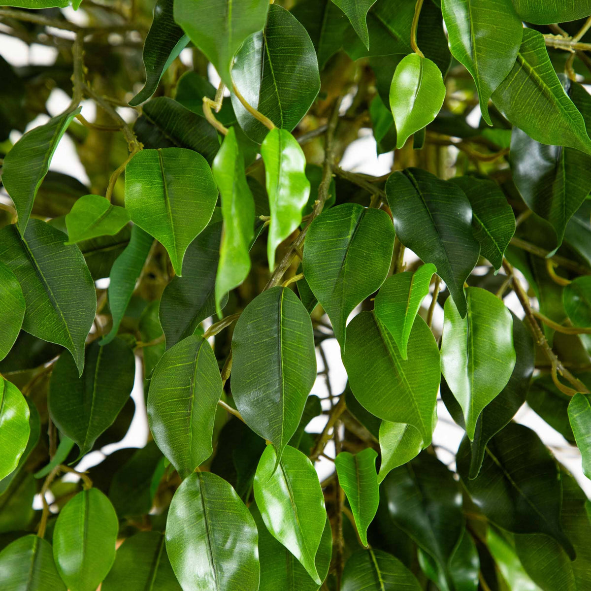 5ft ficus artificial tree leaves close-up with woven trunk, UV resistant indoor/outdoor on Tampa Home & Garden Store