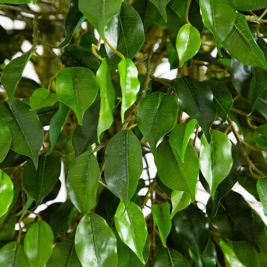 5ft ficus artificial tree leaves close-up with woven trunk, UV resistant indoor/outdoor on Tampa Home & Garden Store