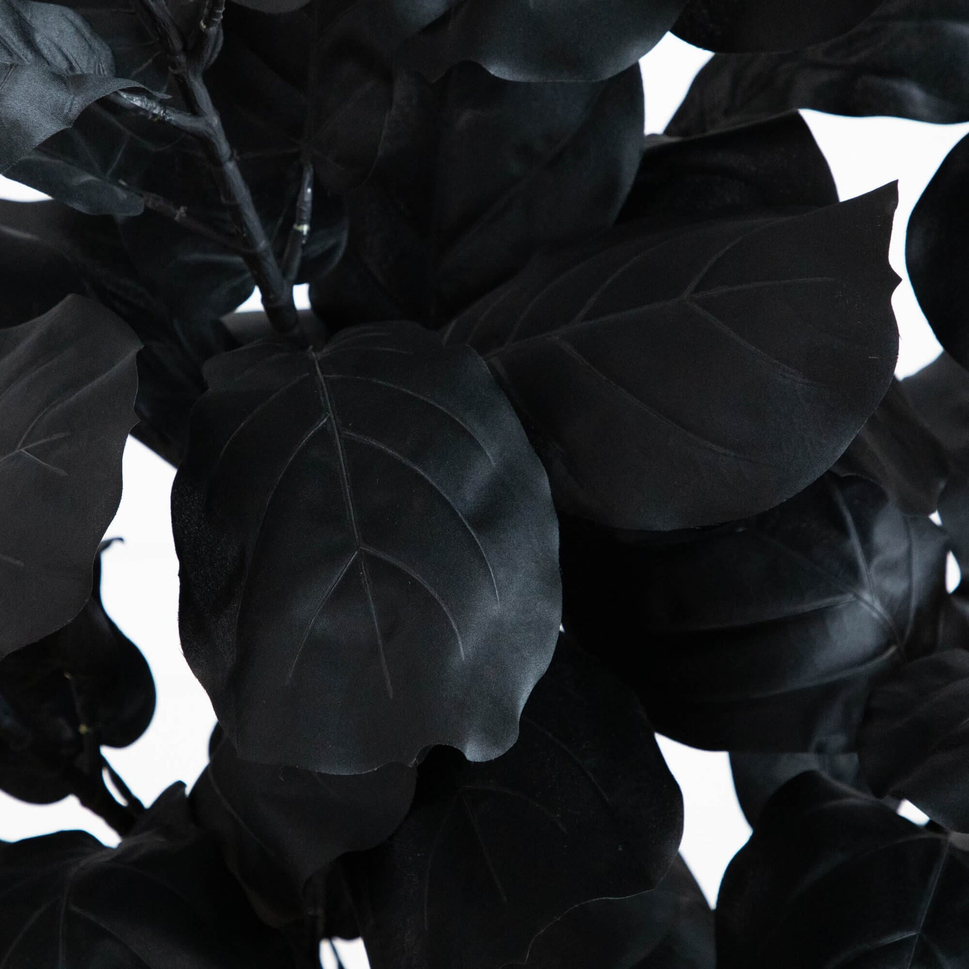 5' Artificial Halloween Black Fiddle Leaf Tree Nearly Natural black foliage closeup on Tampa Home & Garden Store