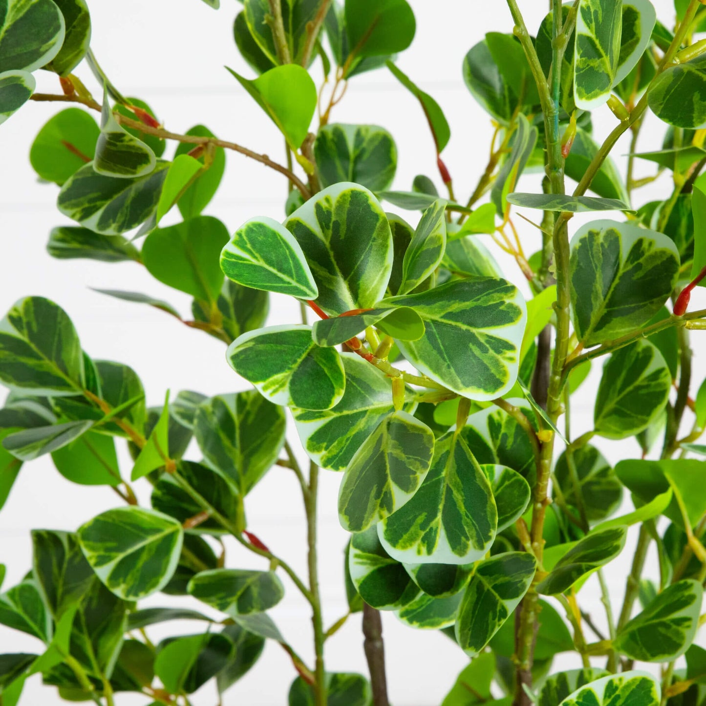 5 ft artificial heart-shaped ficus leaf tree by Nearly Natural with variegated green cream leaves on Tampa Home & Garden Store