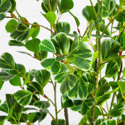 5 ft artificial heart-shaped ficus leaf tree by Nearly Natural with variegated green cream leaves on Tampa Home & Garden Store
