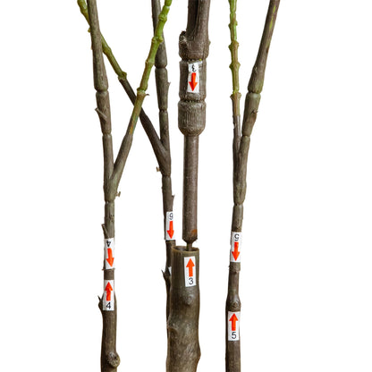 5' artificial heart-shaped ficus leaf tree Nearly Natural brown stems with numbered labels on Tampa Home & Garden Store