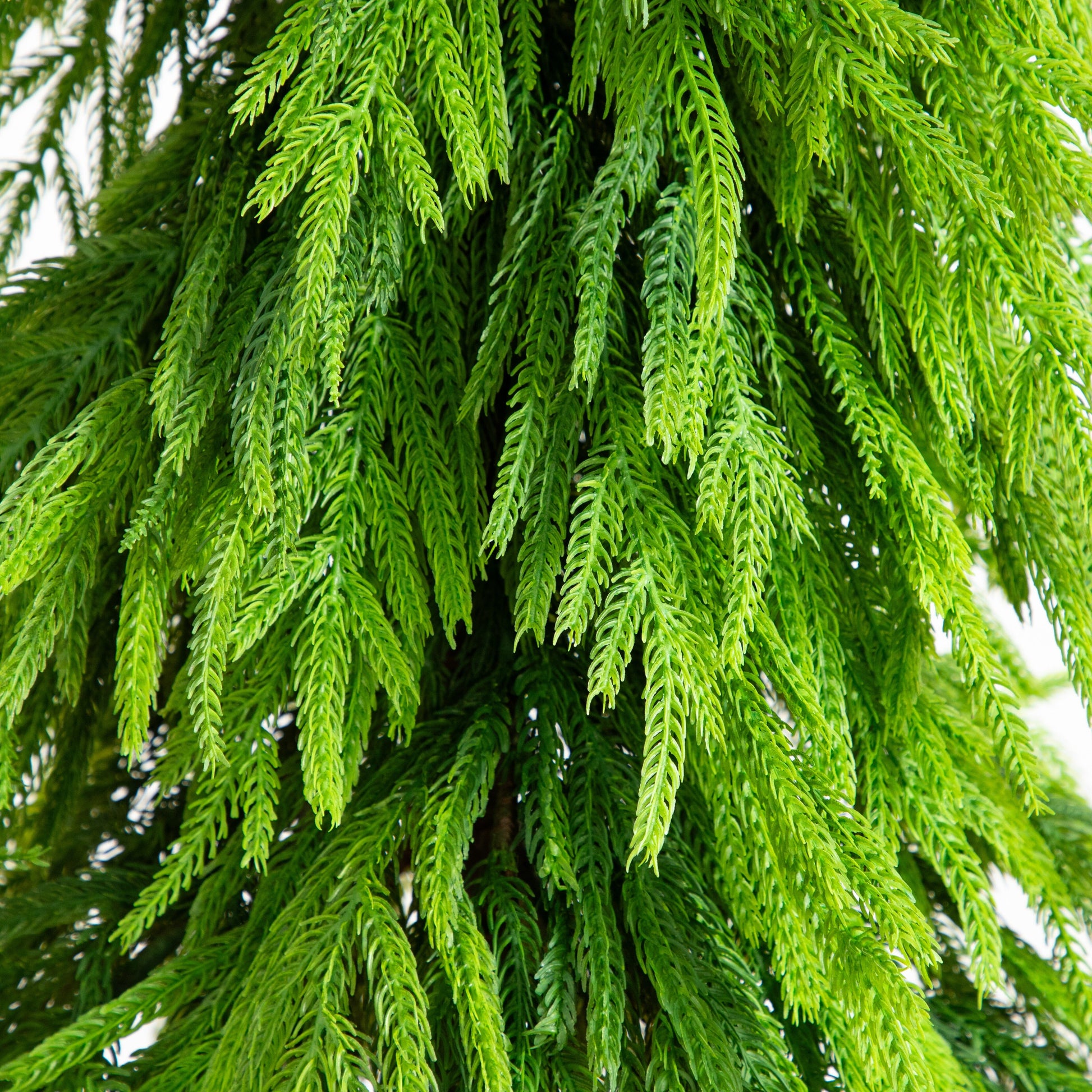Artificial Norfolk Pine Tree with down swept branches, 5 ft, real foliage by Nearly Natural on Tampa Home & Garden Store
