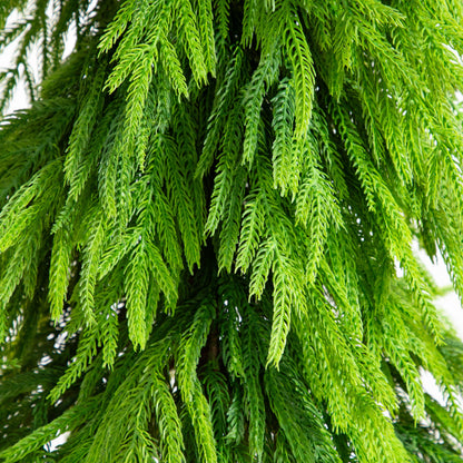 Artificial Norfolk Pine Tree with down swept branches, 5 ft, real foliage by Nearly Natural on Tampa Home & Garden Store