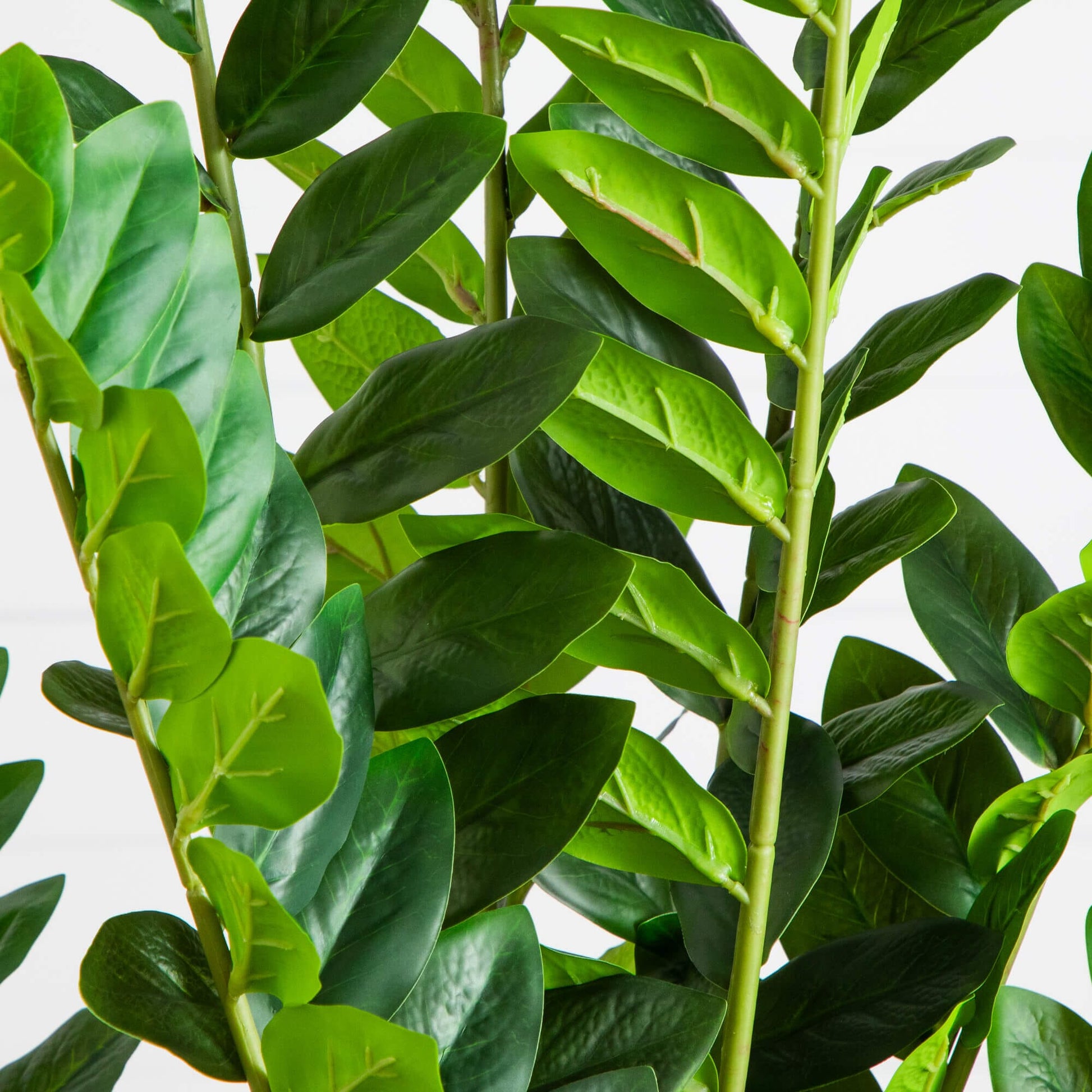 Artificial Zamioculcas plant, 5 ft tall with glossy green leaves Nearly Natural on Tampa Home & Garden Store