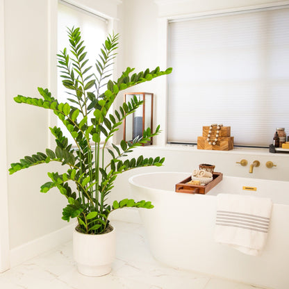 5' Nearly Natural Zamioculcas plant with tall stems and glossy leaves in a white pot on Tampa Home & Garden Store