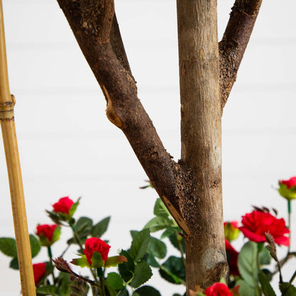Nearly Natural 5' Mini Rose Silk Tree trunk detail with red silk roses in background on Tampa Home & Garden Store