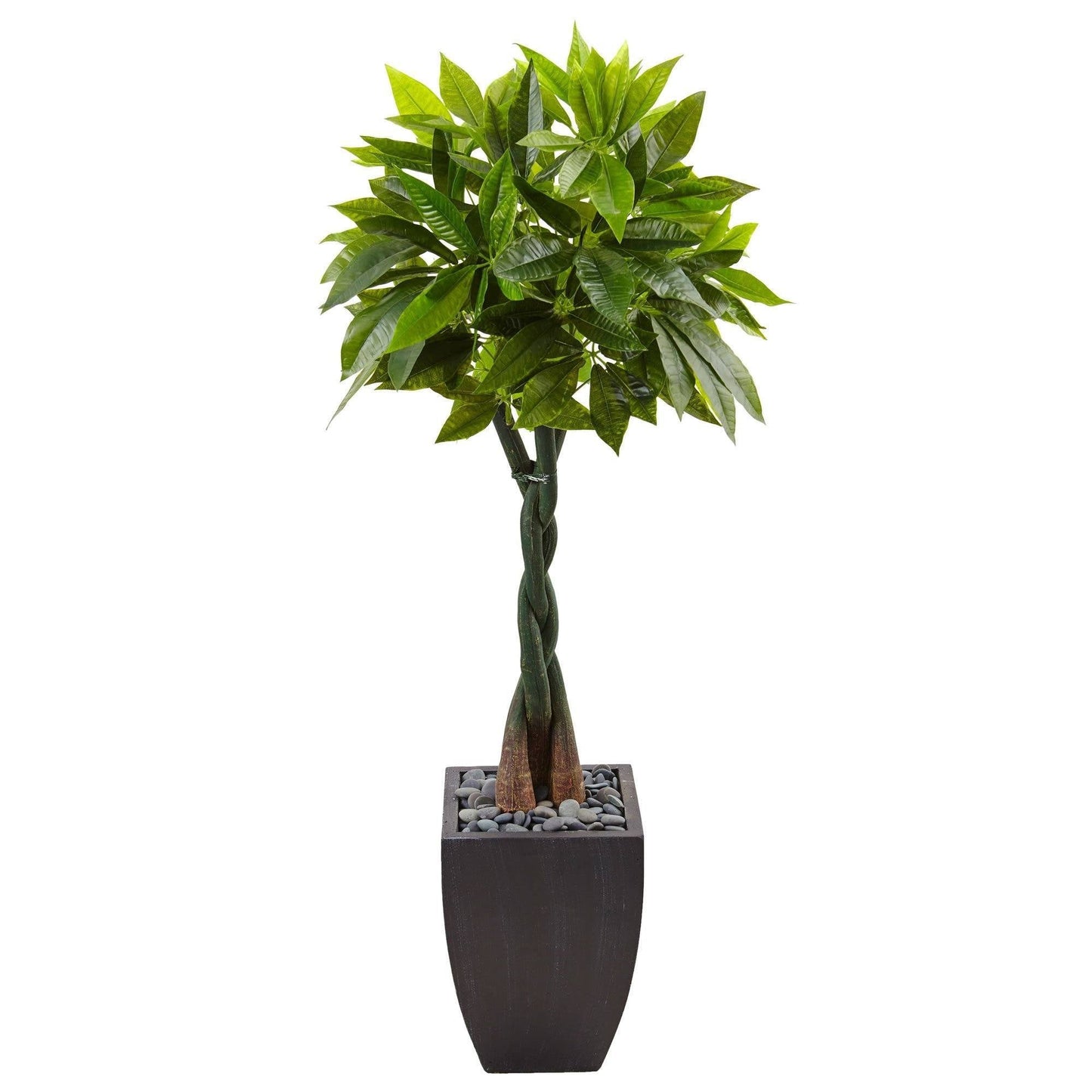 5 ft money tree in black square planter with braided trunk and glossy green leaves on Tampa Home & Garden Store