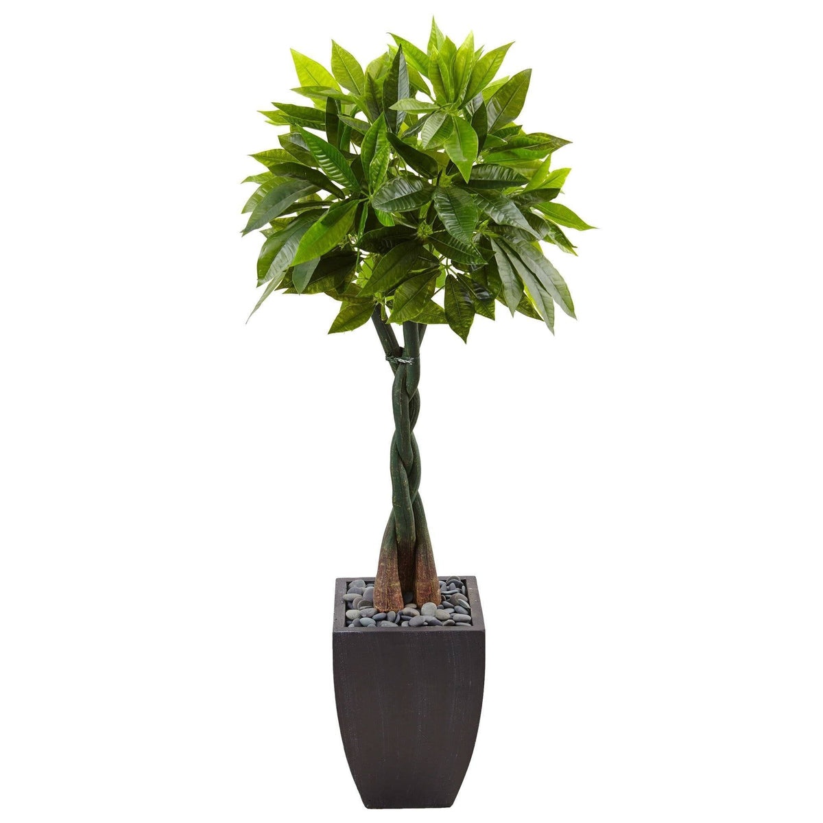 5 ft money tree in black square planter with braided trunk and glossy green leaves on Tampa Home & Garden Store