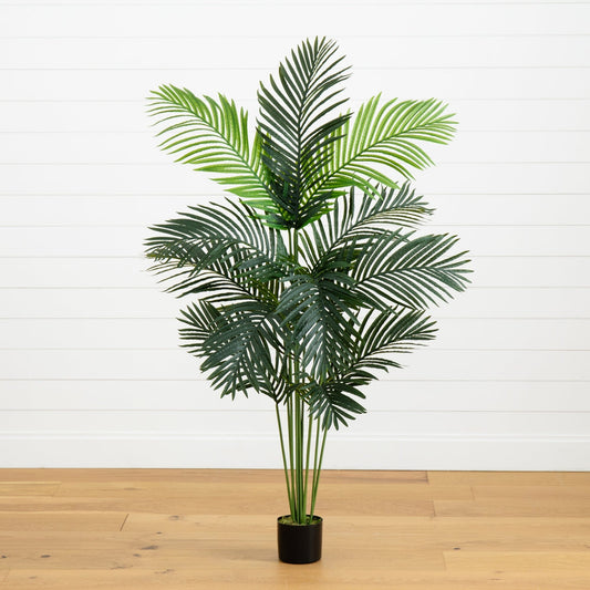 5' Paradise Palm - Tampa Home & Garden Store