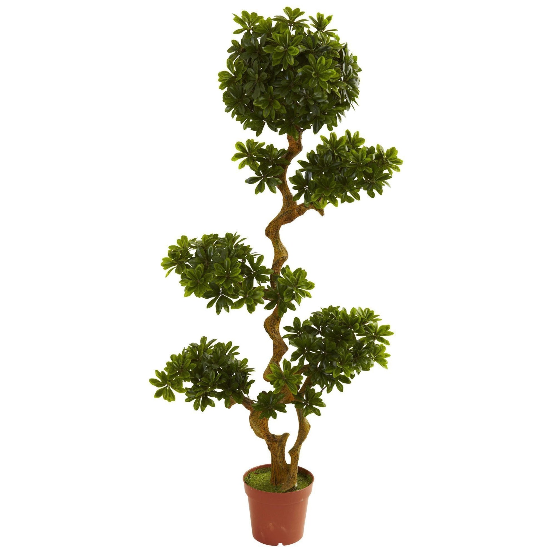 Nearly Natural 5' Pittosporum UV-Resistant indoor/outdoor topiary in terracotta pot on Tampa Home & Garden Store