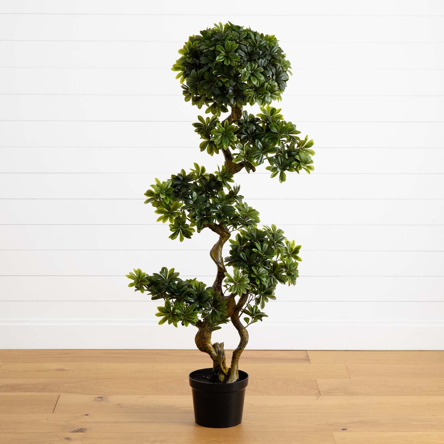 5' Pittispourm UV Resistant topiary by Nearly Natural in a black pot with glossy green leaves on Tampa Home & Garden Store