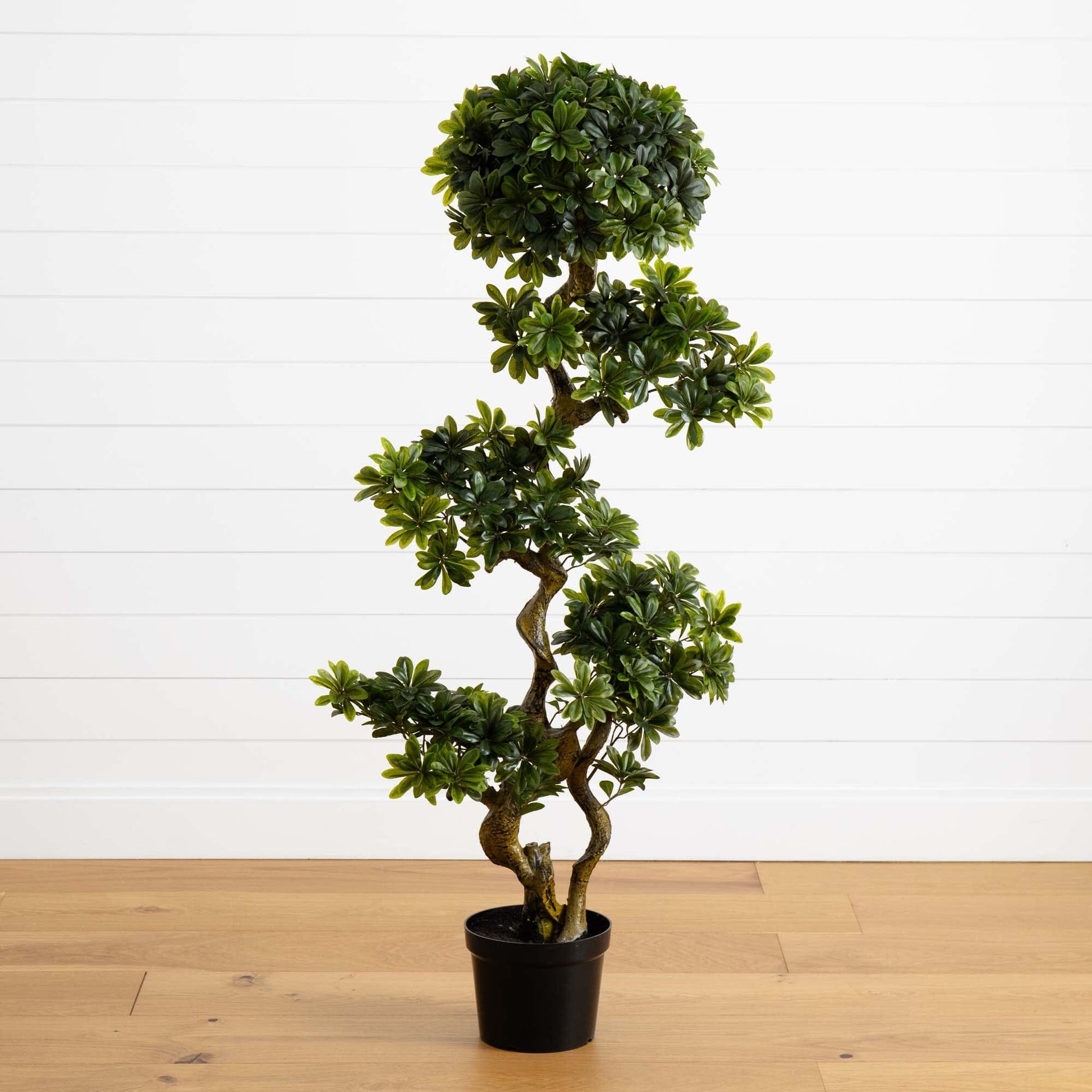 5' Pittispourm UV Resistant topiary by Nearly Natural in a black pot with glossy green leaves on Tampa Home & Garden Store