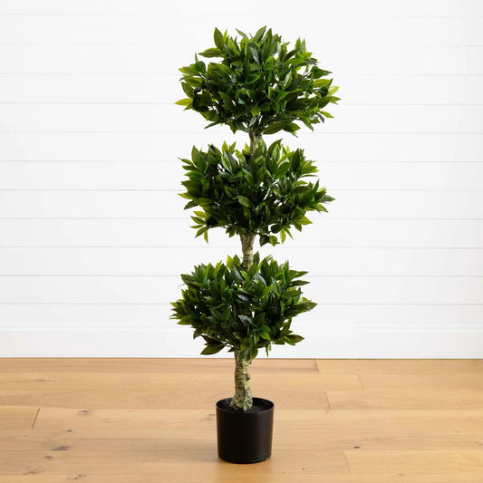 5 ft Triple Bay Leaf Topiary in black pot with glossy green leaves indoor outdoor on Tampa Home & Garden Store