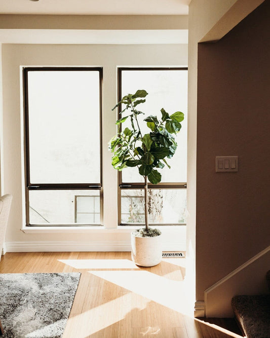 52” Fiddle Leaf Artificial Tree by Nearly Natural in a white textured pot by a sunny window on Tampa Home & Garden Store