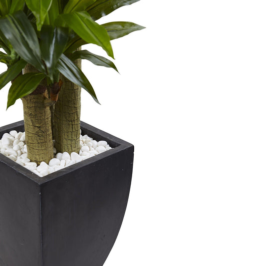 5.5’ Corn Stalk Dracaena with Black Wash Planter - Tampa Home & Garden Store