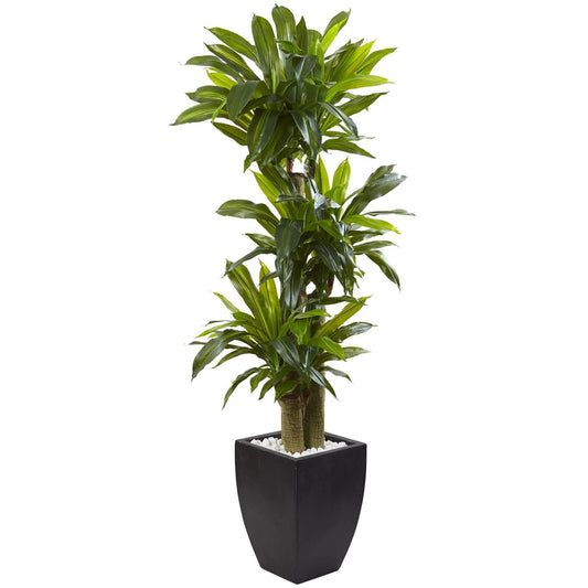 5.5’ Corn Stalk Dracaena with Black Wash Planter - Tampa Home & Garden Store