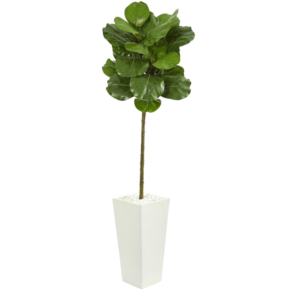 5.5 ft Fiddle Leaf Artificial Tree in White Tower Planter with glossy green leaves on Tampa Home & Garden Store