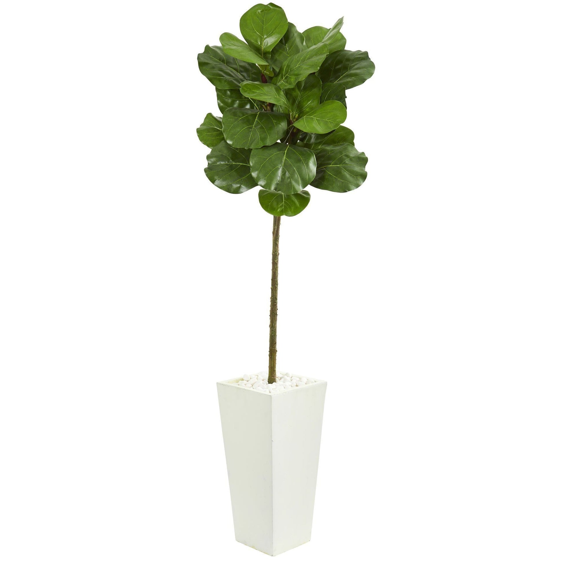 5.5 ft Fiddle Leaf Artificial Tree in White Tower Planter with glossy green leaves on Tampa Home & Garden Store
