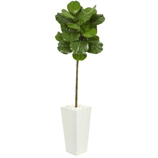 5.5 ft Fiddle Leaf Artificial Tree in White Tower Planter with glossy green leaves on Tampa Home & Garden Store