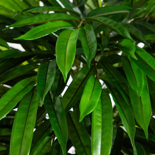 5.5’ Mango Artificial Tree in Black Wash Planter (Indoor/Outdoor) - Tampa Home & Garden Store