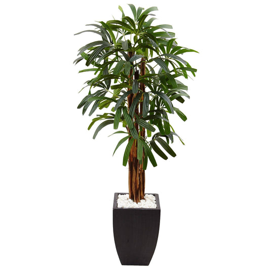 Raphis Palm Tree in Black Square Planter