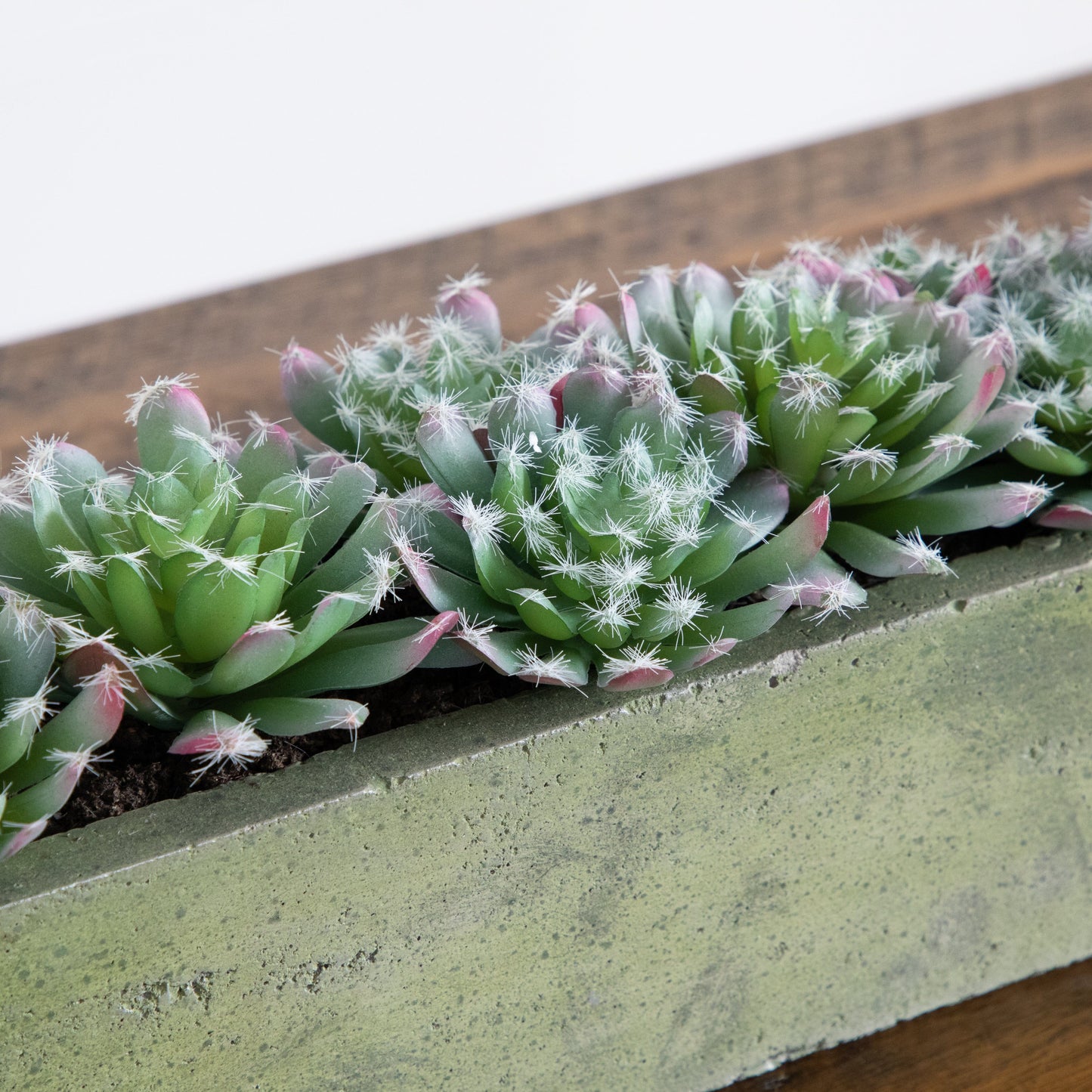 Jardin de succulentes de 5,5 po avec jardinière en béton texturé