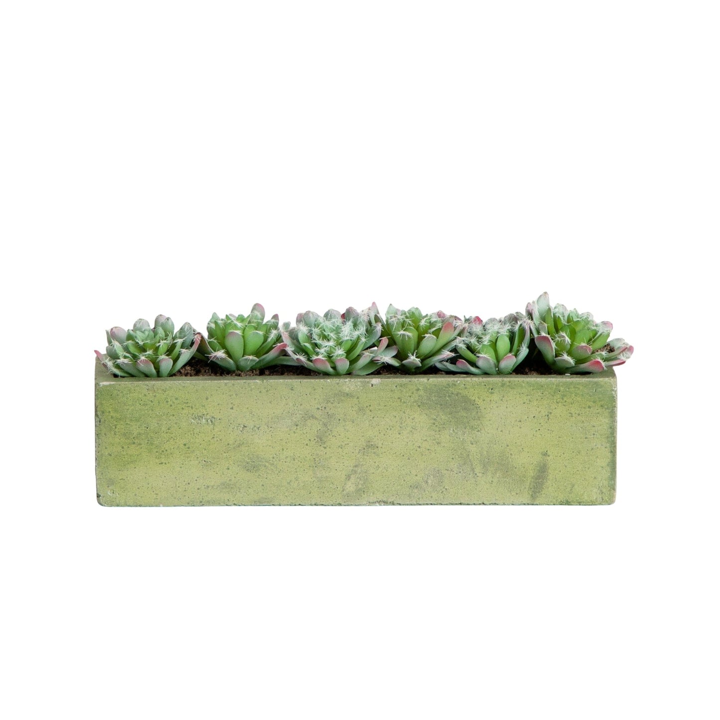 Jardin de succulentes de 5,5 po avec jardinière en béton texturé