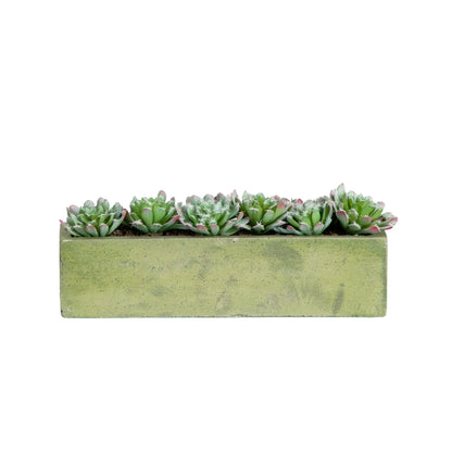 Jardin de succulentes de 5,5 po avec jardinière en béton texturé
