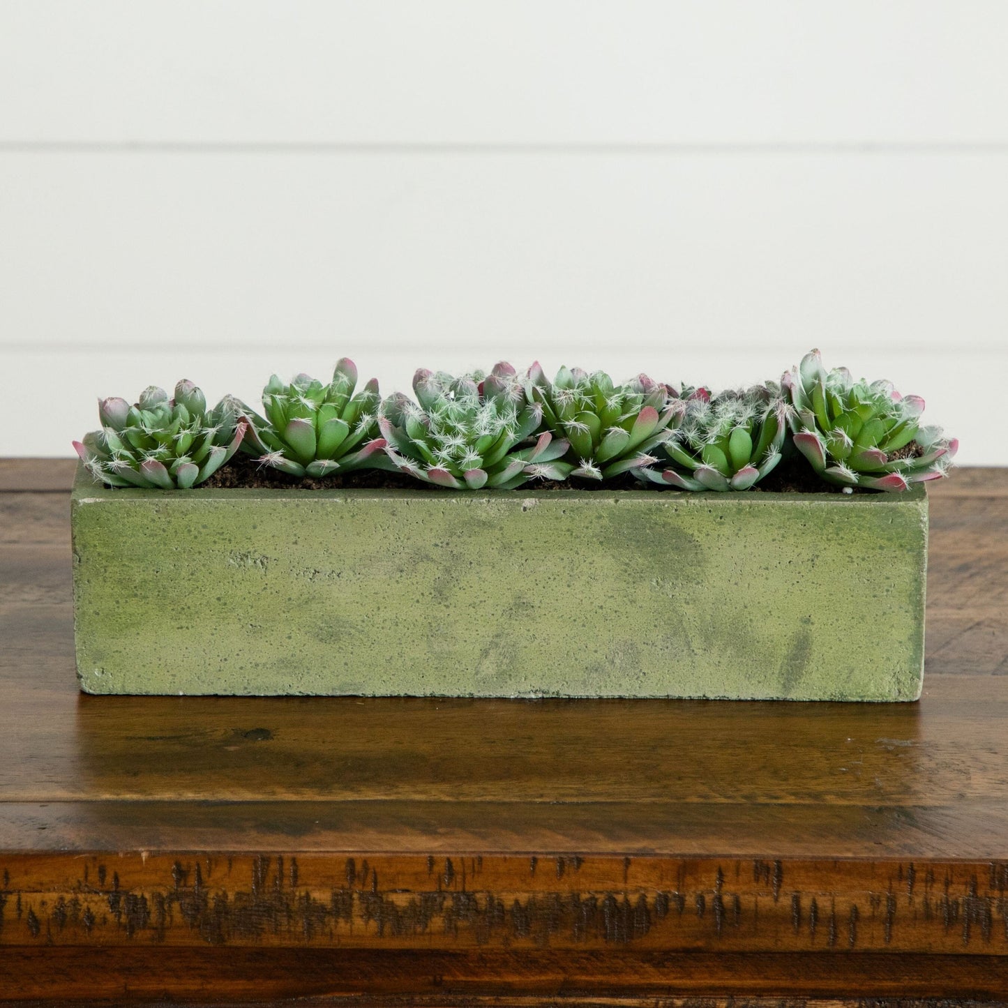 Jardin de succulentes de 5,5 po avec jardinière en béton texturé