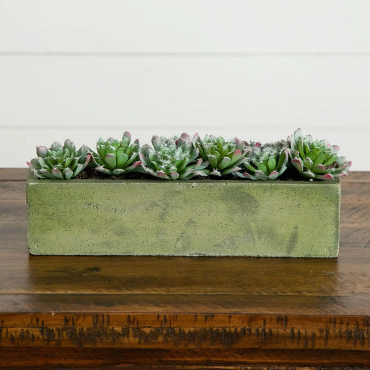 5.5 Succulent Garden With Concrete Planter, Nearly Natural succulents in a green planter on Tampa Home & Garden Store