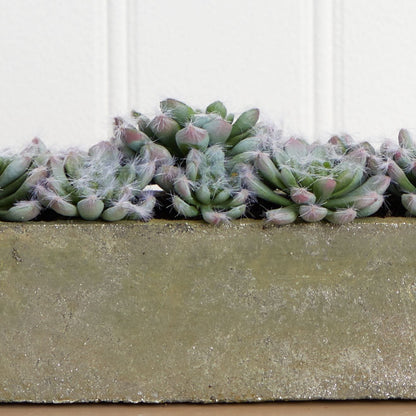 Jardin de succulentes de 5,5 po avec jardinière en béton texturé