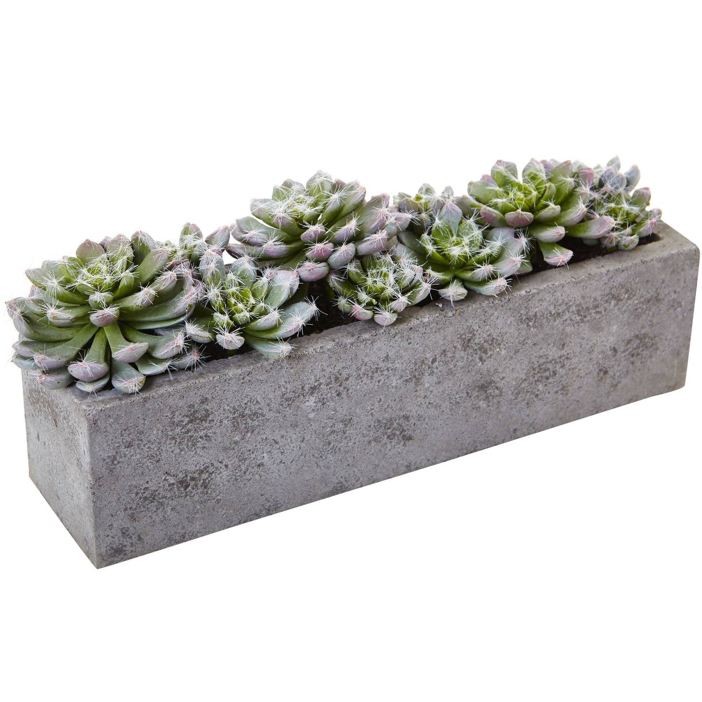 Jardín de Suculentas de 5.5" con Jardinera de Concreto Texturizado