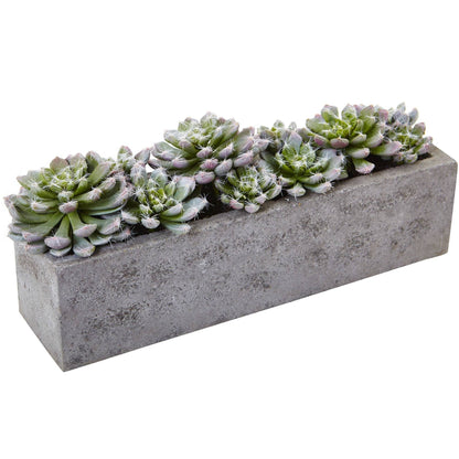 Jardín de Suculentas de 5.5" con Jardinera de Concreto Texturizado