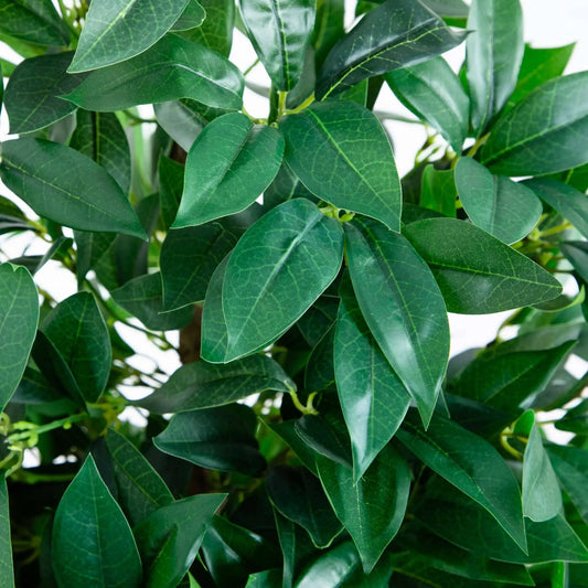 57 inch bay leaf cone topiary with dense green leaves in slate planter on Tampa Home & Garden Store