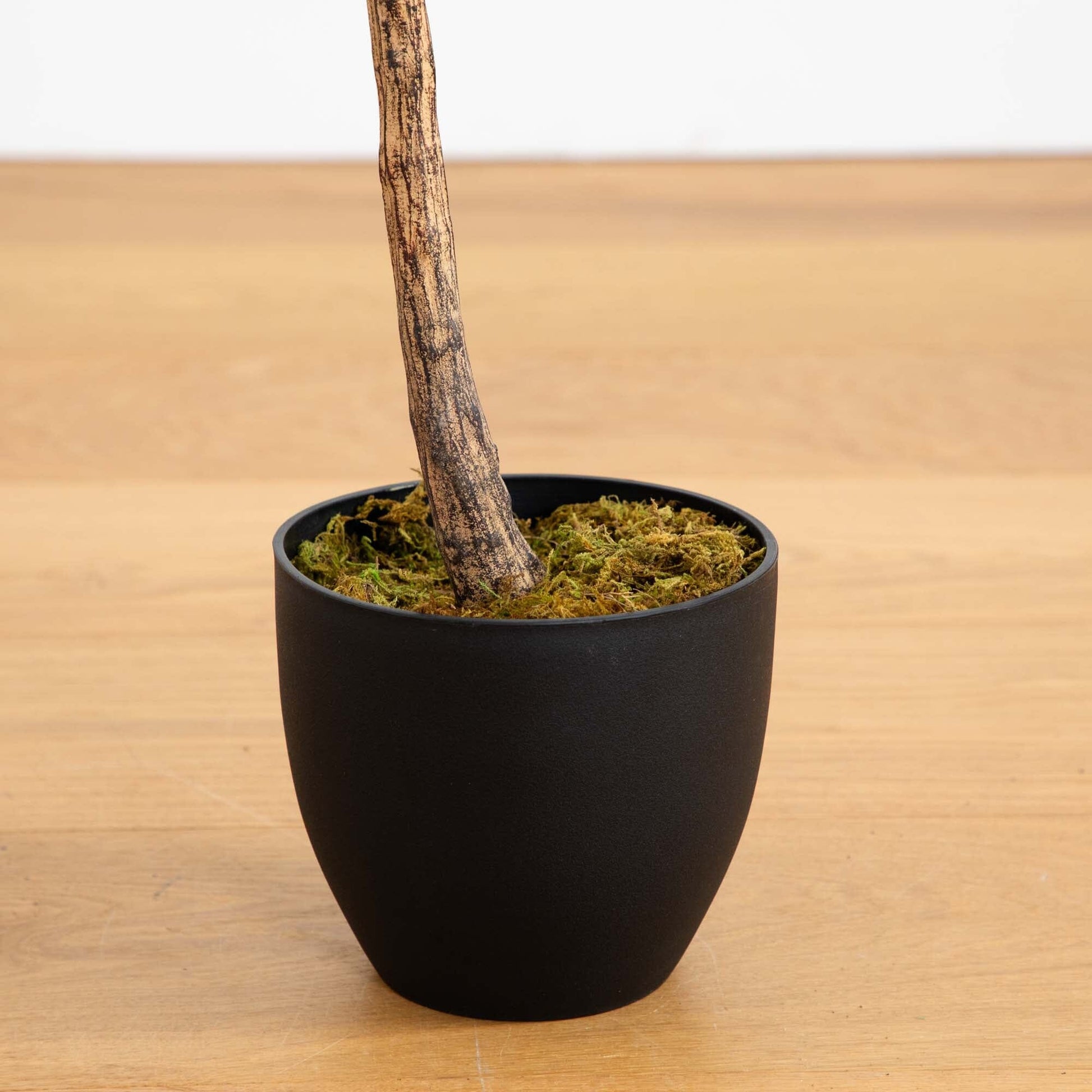 59‑inch Fiddle Leaf Artificial Tree Real Touch in black pot with moss Nearly Natural on Tampa Home & Garden Store