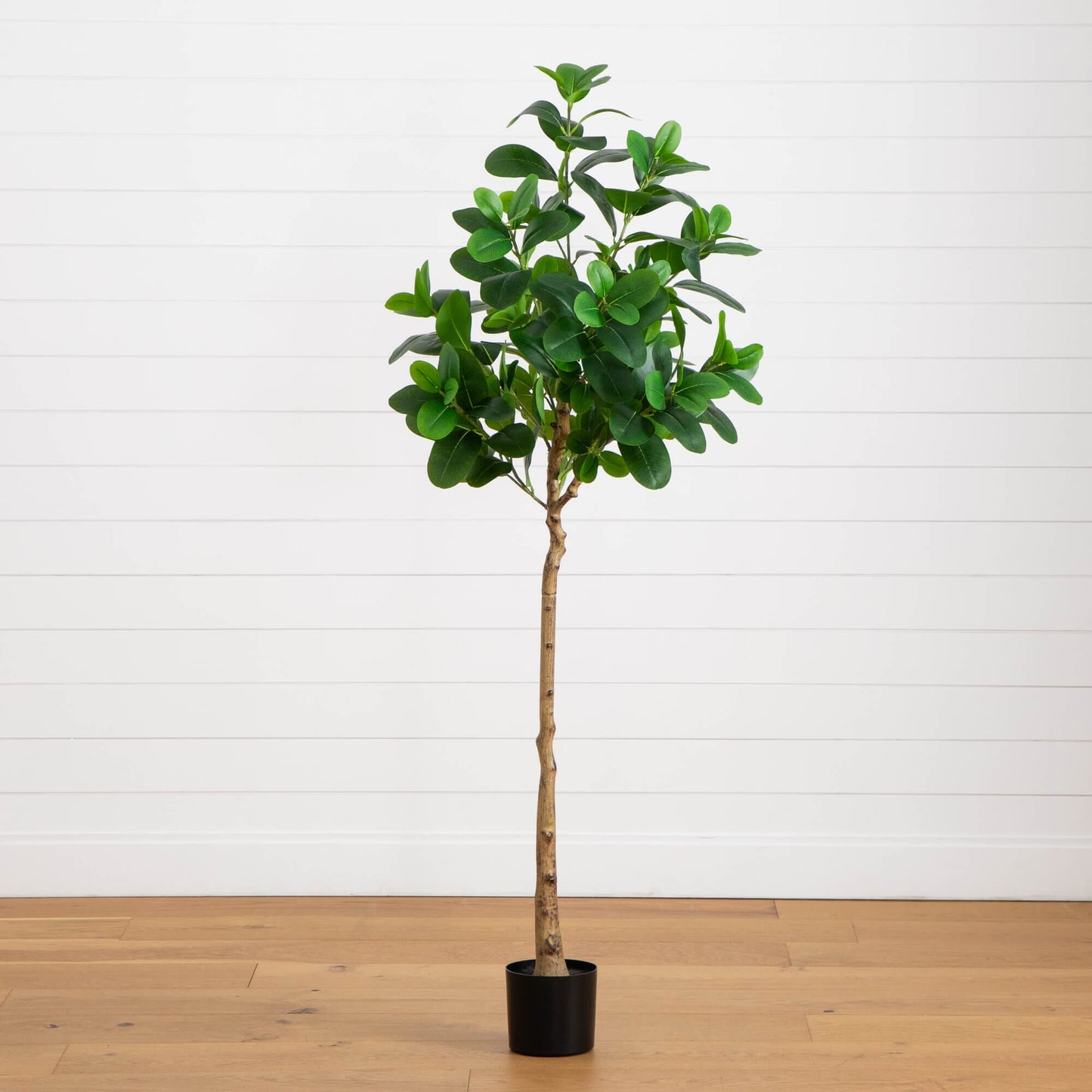 Premium Indoor Decor and 6 ft Audrey Ficus Tree