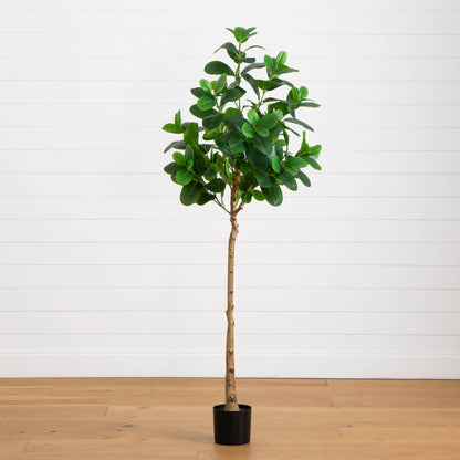 Premium Indoor Decor and 6 ft Audrey Ficus Tree