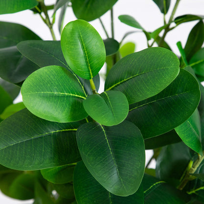 Premium Indoor Decor and 6 ft Audrey Ficus Tree