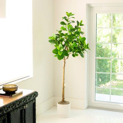 Premium Indoor Decor and 6 ft Audrey Ficus Tree