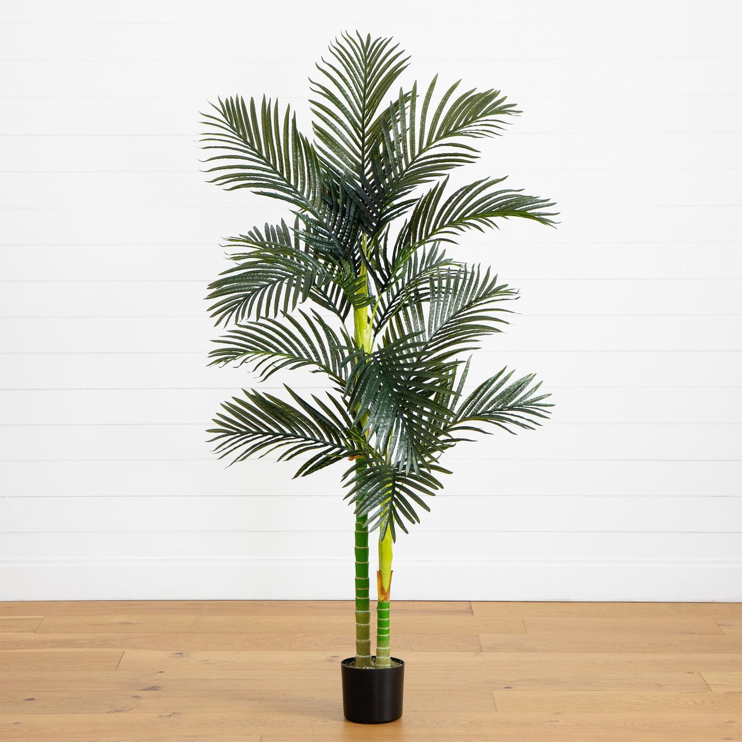 6ft artificial double stalk Golden Cane Palm Tree in black pot on white backdrop on Tampa Home & Garden Store