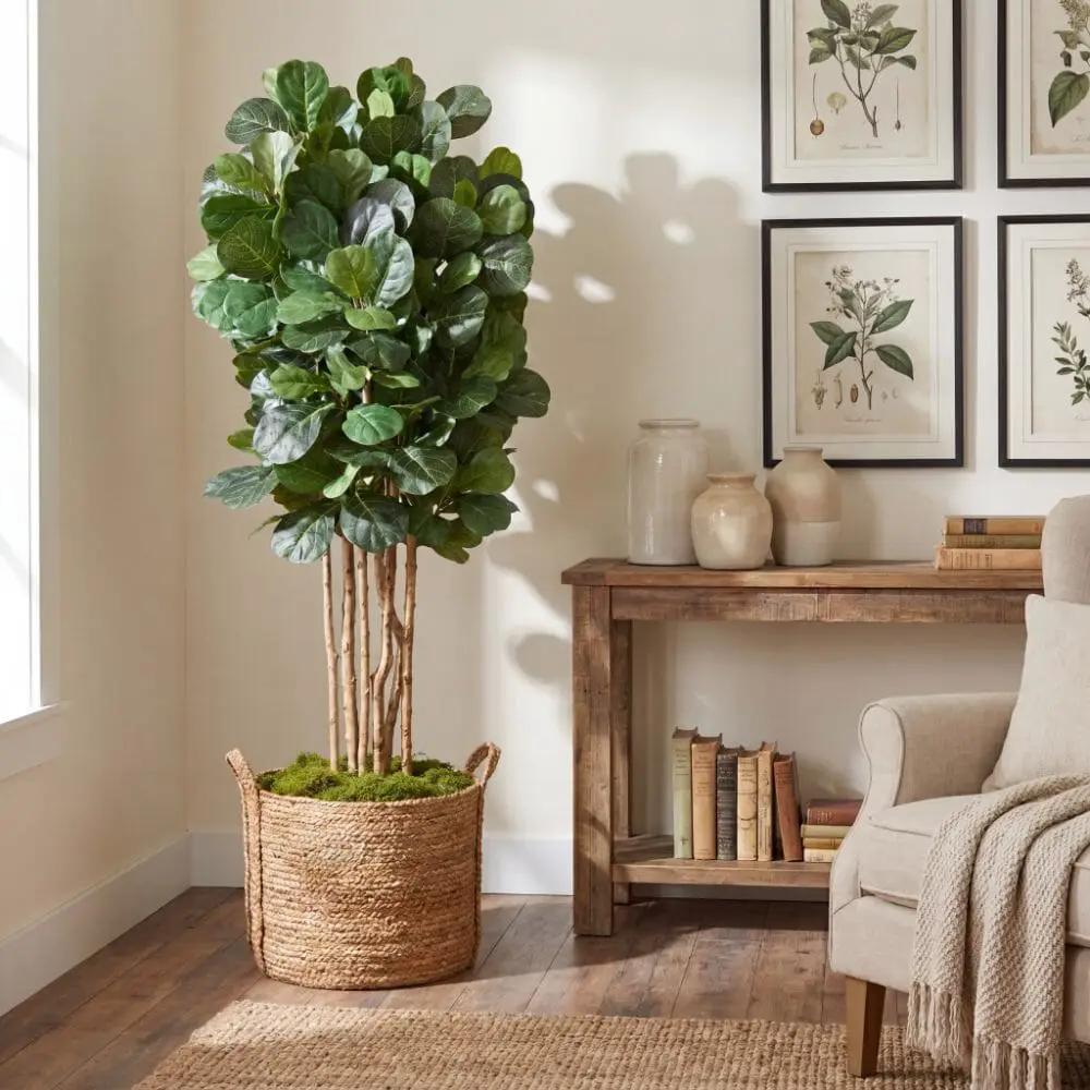 6 ft Artificial Fiddle Leaf Fig Tree by Nearly Natural in a woven basket with moss indoors on Tampa Home & Garden Store