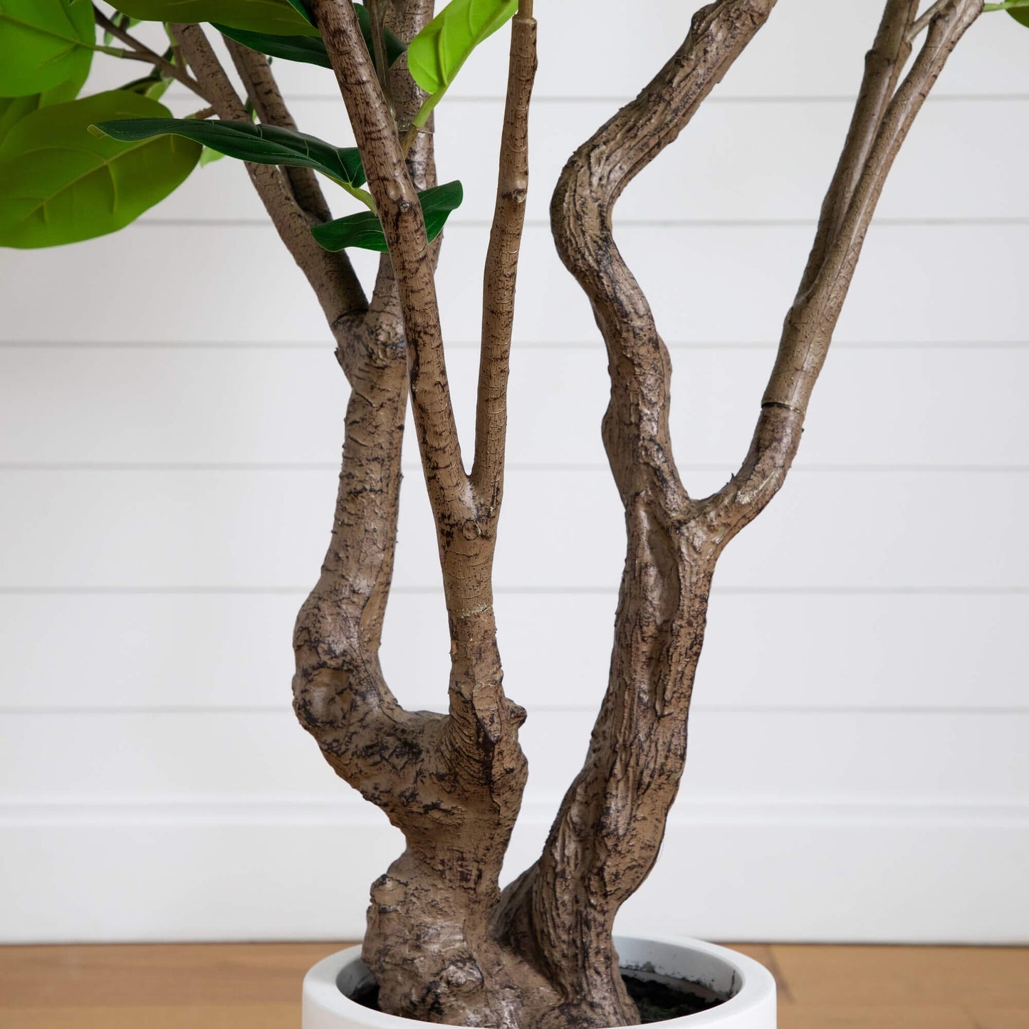Artificial Audrey Ficus And A White Planter