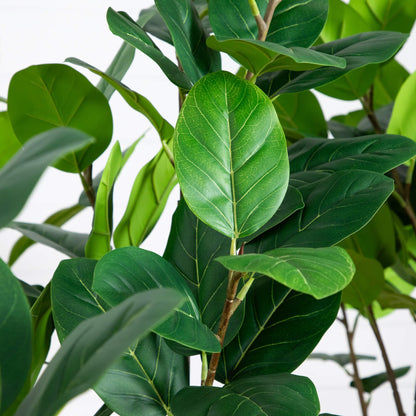 Artificial Audrey Ficus And A White Planter